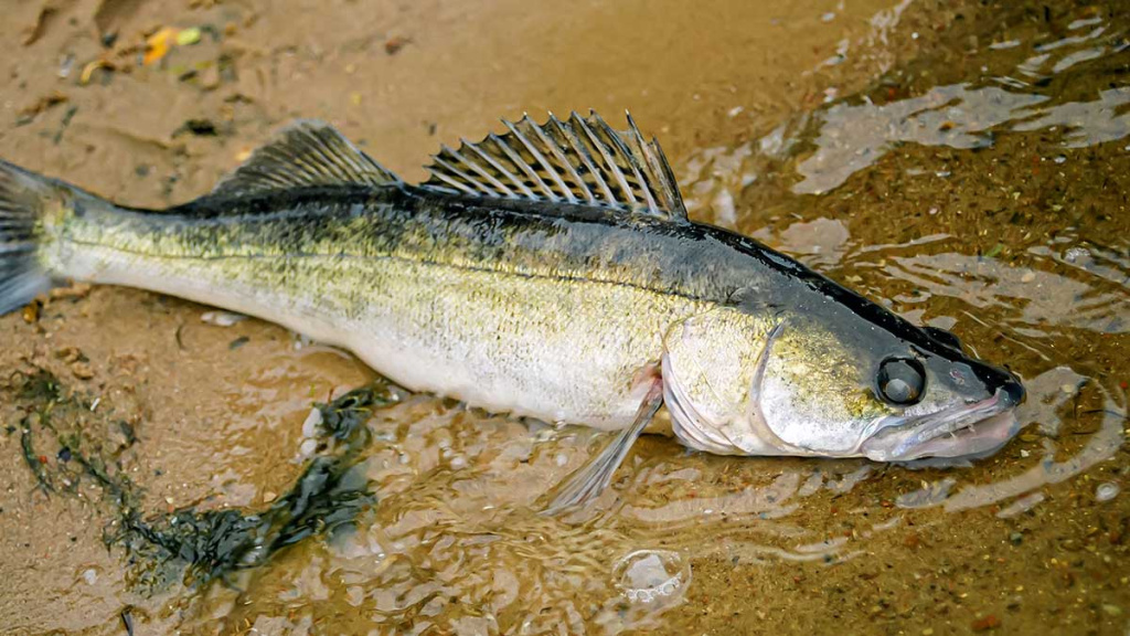 Nutrinkime sterkui nugarą. Antra dalis Nutrinkime sterkui nugarą. Antra dalis