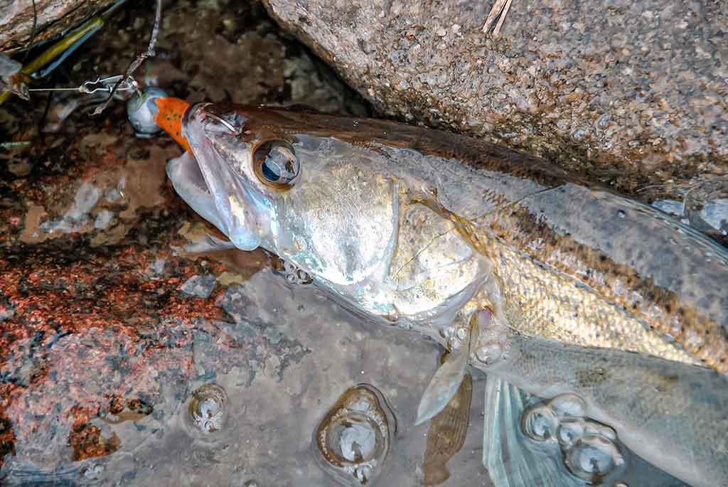 Išsamiai apie membranines bridkelnes. Antra dalis