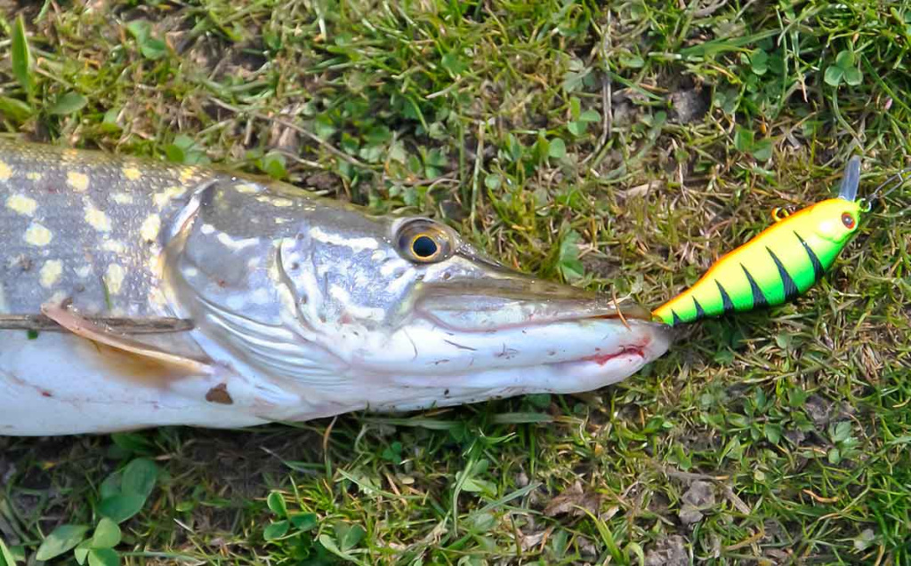 Žvejų šventė Žvejų šventė