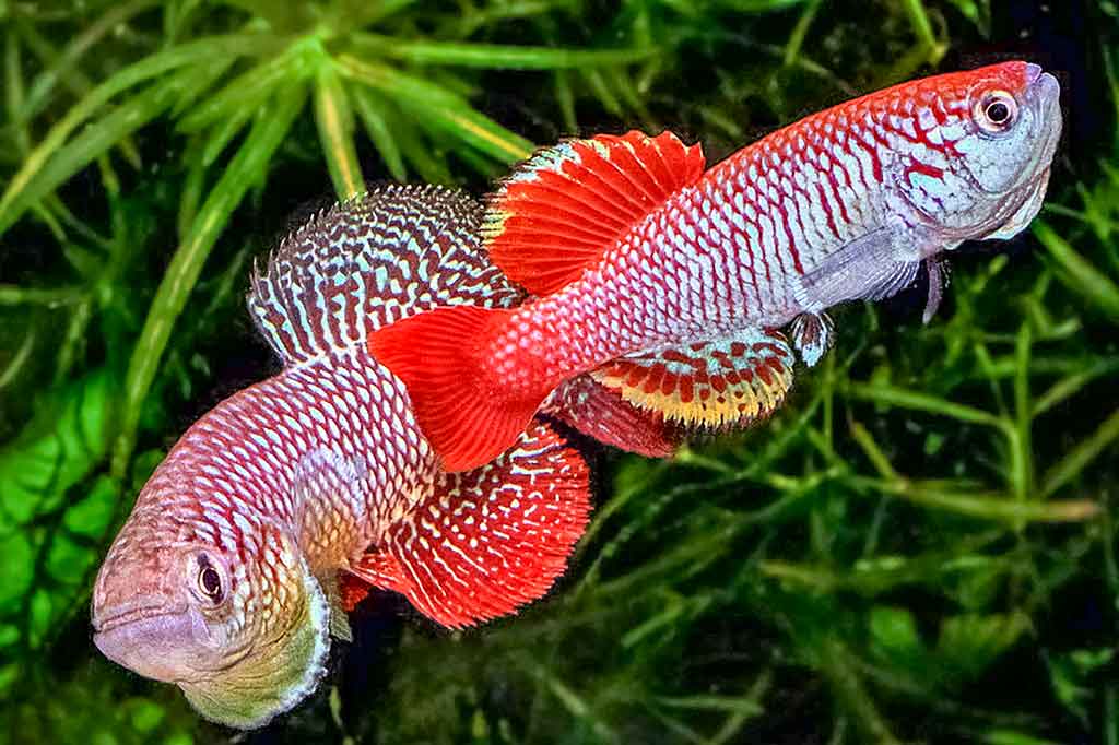 Nothobranchius furzeri Nothobranchius furzeri