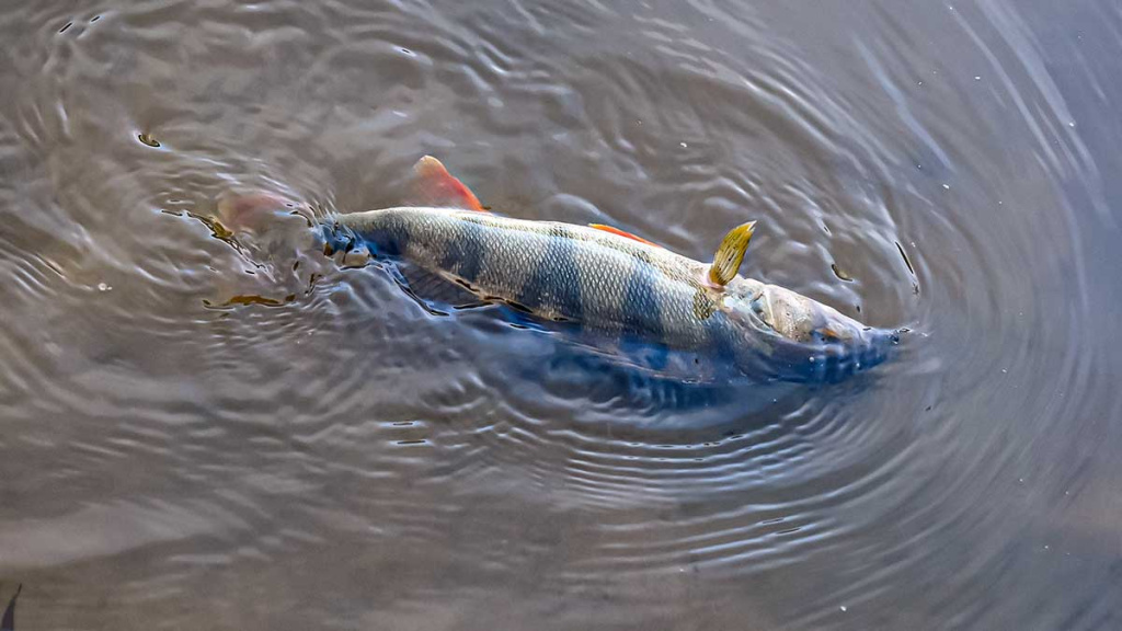 Paprastą spalio dieną prie Nevėžio. Pirma dalis