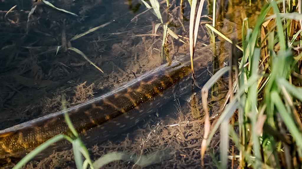 Lydeka Lydeka