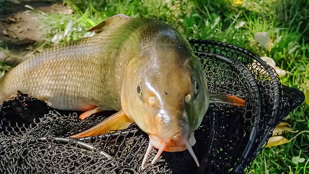 Spalio ūsorius Spalio ūsorius