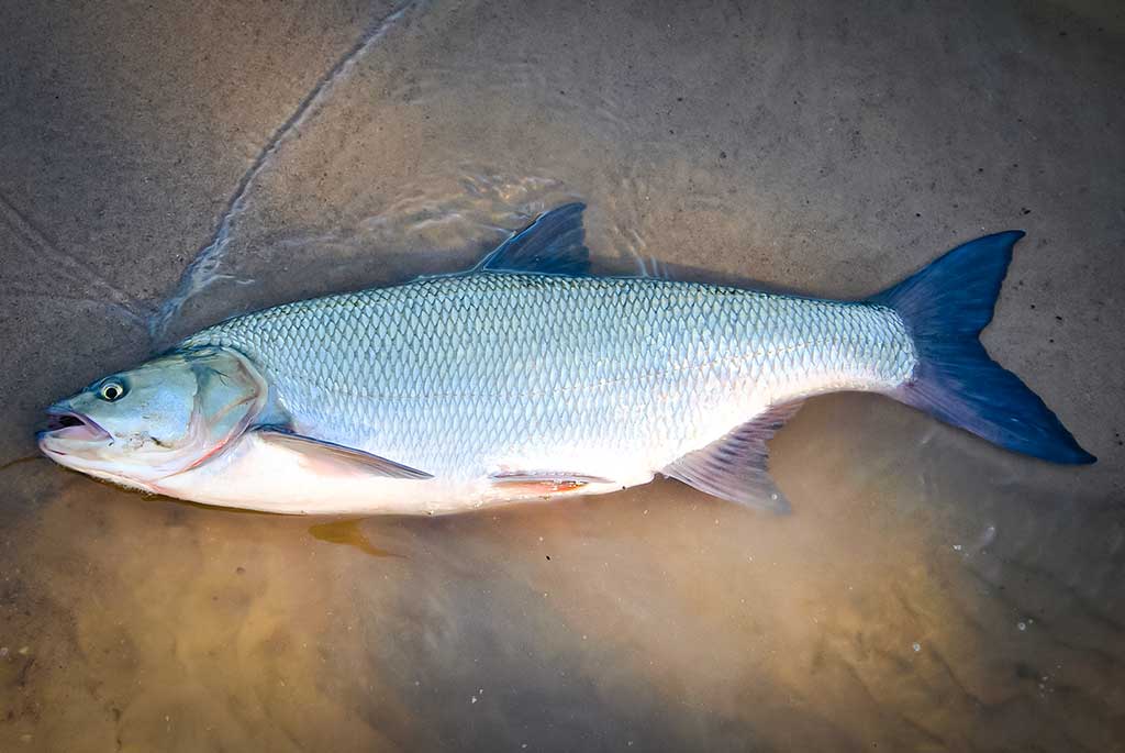 Pirmųjų snaigių burtai Pirmųjų snaigių burtai