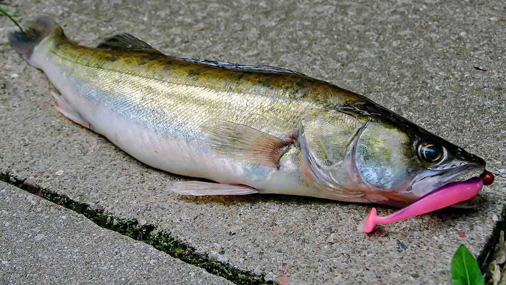 Sterkas Sterkas