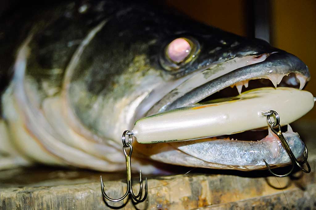 Jerk bait – stambių plėšrūnų masalas