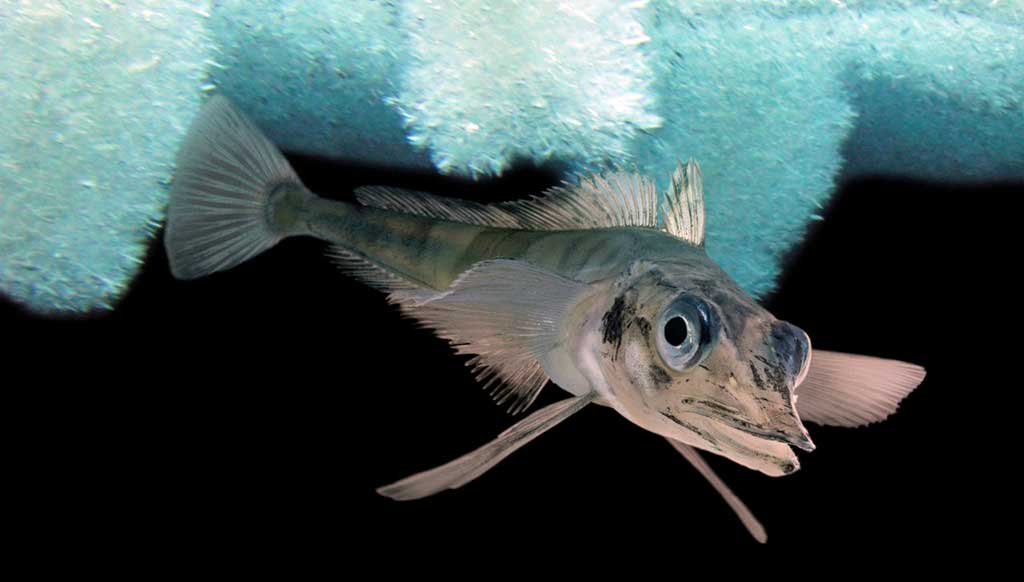 Krokodilinė ledžuvė (Chaenocephalus aceratus)